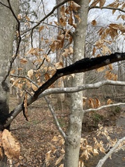 Grylloprociphilus imbricator