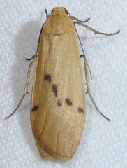 Macotasa orientalis