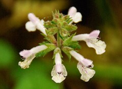 Stachys nigricans