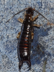 Euborellia annulipes