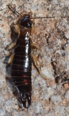 Euborellia annulipes