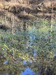 Hydrocotyle ranunculoides