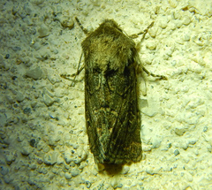 Luperina nickerlii