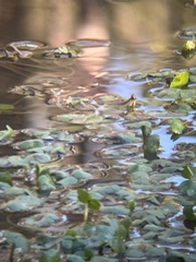 Hydrocotyle ranunculoides