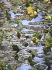 Hydrocotyle ranunculoides