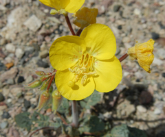 Chylismia