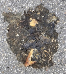 Terrapene carolina bauri