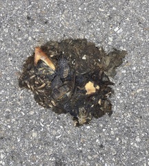 Terrapene carolina bauri