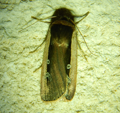 Ochropleura leucogaster