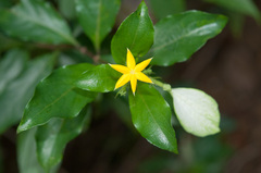 Mussaenda formosanum