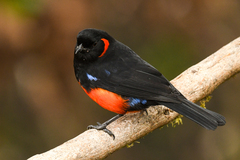 Anisognathus igniventris