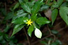 Mussaenda formosanum