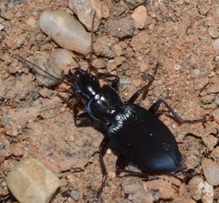 Laemostenus complanatus