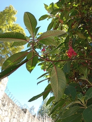 Fuchsia boliviana
