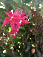 Fuchsia boliviana