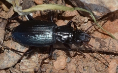 Laemostenus complanatus