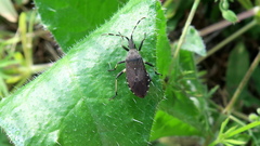 Dicranocephalus medius