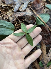 Euonymus