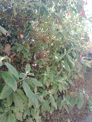 Fuchsia boliviana