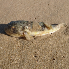 Amblyrhynchote honckenii