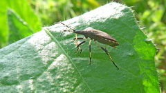 Dicranocephalus medius