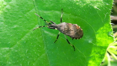 Dicranocephalus medius