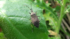 Dicranocephalus medius