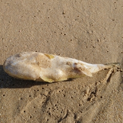 Amblyrhynchote honckenii