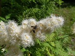 Ancistrocerus unifasciatus