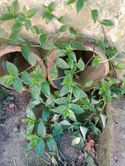 Tradescantia fluminensis