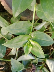 Tradescantia fluminensis
