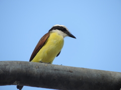 Pitangus sulphuratus