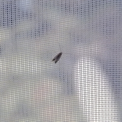 Leucoptera sinuella