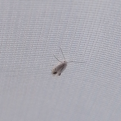 Leucoptera sinuella