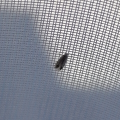 Leucoptera sinuella