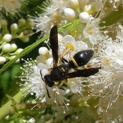 Ancistrocerus unifasciatus