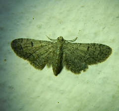 Eupithecia ultimaria
