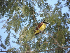 Pitangus sulphuratus