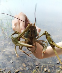Pontastacus leptodactylus