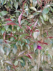 Syzygium paniculatum