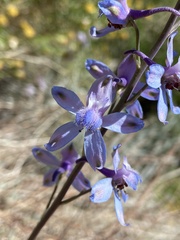 Delphinium parishii parishii