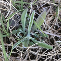 Tetraneuris linearifolia