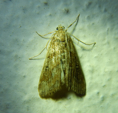 Parapoynx stratiotata