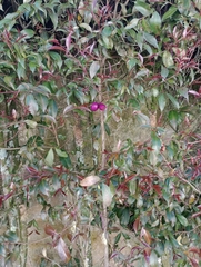 Syzygium paniculatum