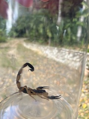 Centruroides bicolor