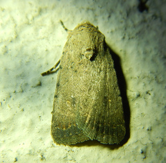 Caradrina flavirena