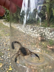 Centruroides bicolor