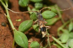 Phoracantha recurva