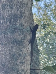 Anolis distichus