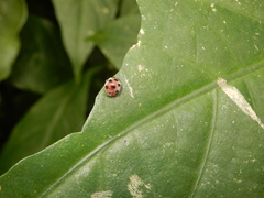 Diekeana admirabilis